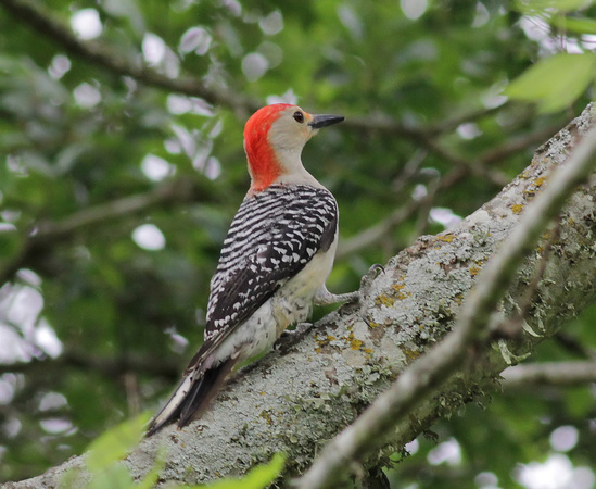 Red-bellied Woodpecker 4/6/15