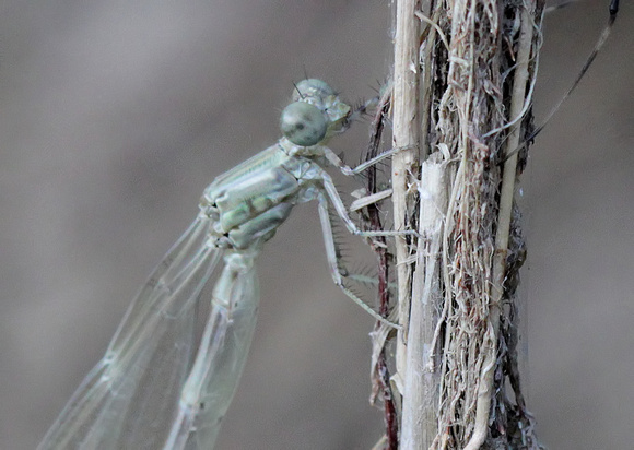 Teneral stage of Damselfly