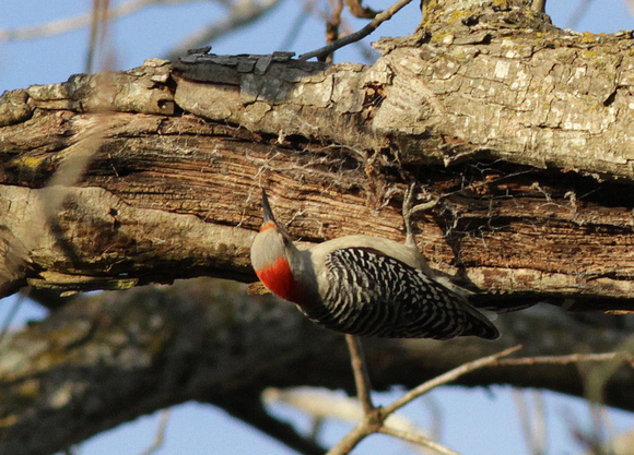 Red-bellied Woodpecker 1/5/16