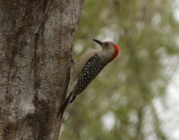 Red-bellied Woodpecker 11/17/15