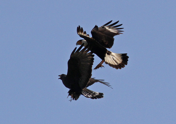 Zone-tailed Hawk & Crested Caracara 1/31/16