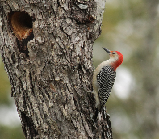 Red-bellied Woodpecker 11/6/14