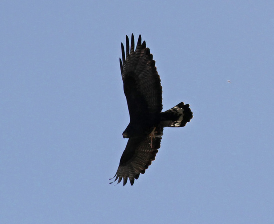 Zone-tailed Hawk 1/31/16