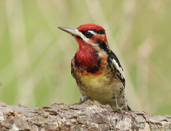Red-naped x Red-breasted Sapsucker 12/26/16