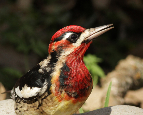 Red-naped x Red-breasted Sapsucker 12/26/16