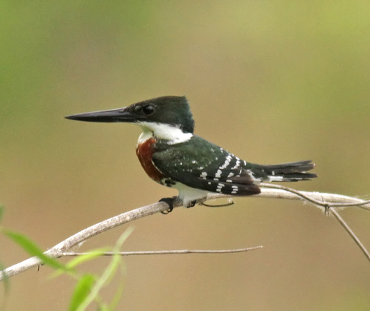 Green Kingfisher male