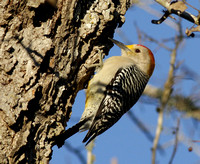 Golden-fronted Woodpecker male