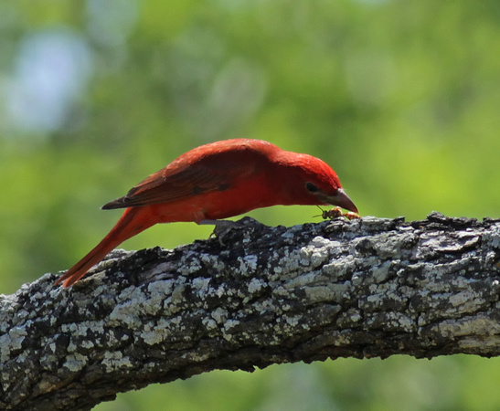 Summer Tanager Eating a Wasp