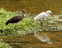 White Ibis & Snowy Egret