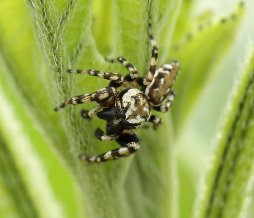 Peppered Jumper Spider