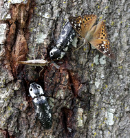 Eyed Click Beetles and Hackberry Emperors