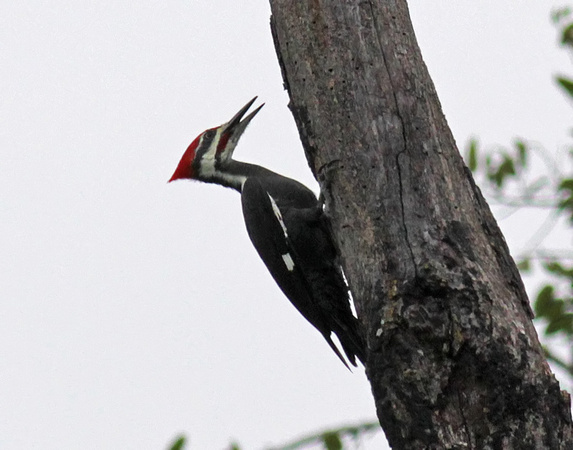 Pileated Woodpecker male