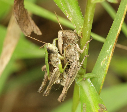 Short-winged Grasshopper mating