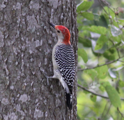 Red-bellied Woodpecker 10/6/14