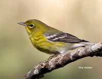 Pine Warbler