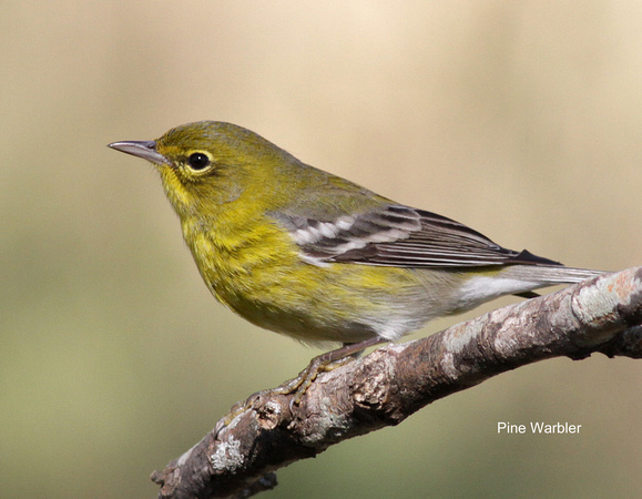 Pine Warbler