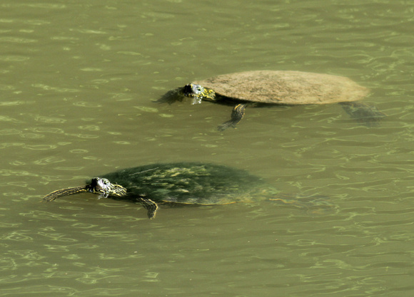 Texas River Cooter Turtles