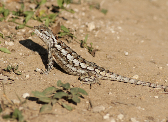 Texas Spiny Lizard