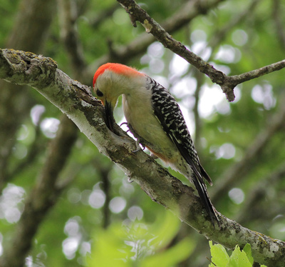 Red-bellied Woodpecker 4/6/15