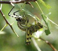 Nymph Molting