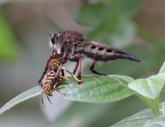 Robber Fly with Paper Wasp