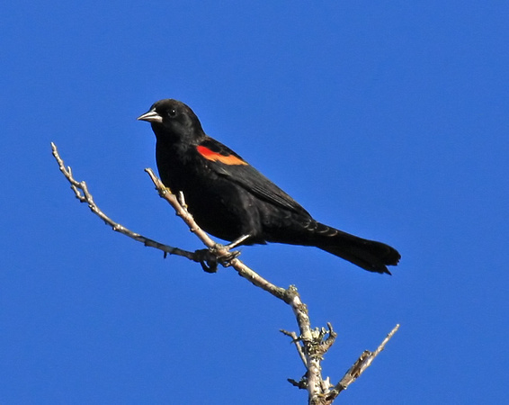 Red-wing Blackbird male