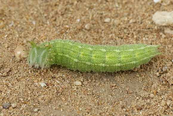 Tawny Emperor Caterpillar