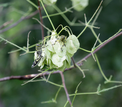 Spotted Bird Grasshopper Nymph feeding on Hops Tree