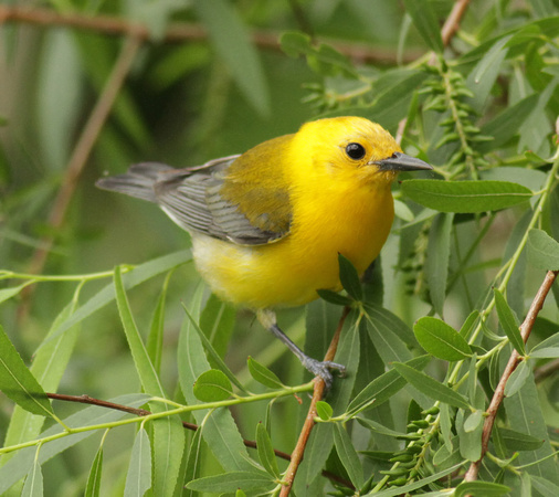 Prothonotary Warbler 4/20/11