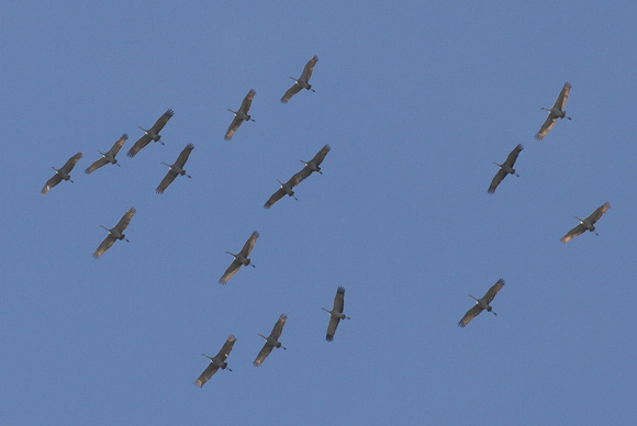 Sandhill Cranes flyover