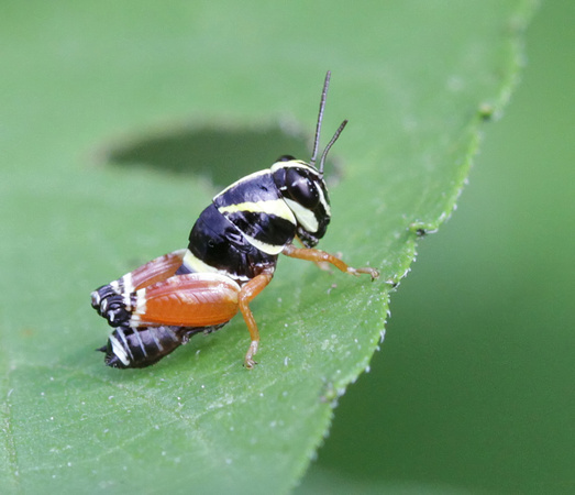 Aztec Spur-throat Grasshopper