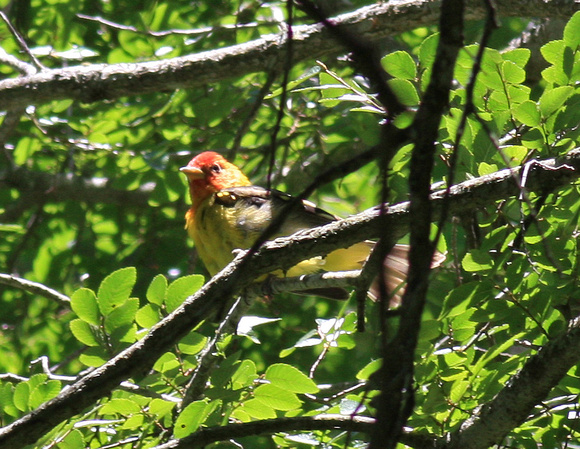 Western Tanager 5/2/10