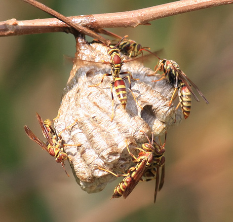 Paper Wasps
