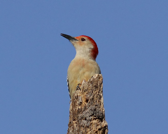 Red-bellied Woodpecker 10/31/14