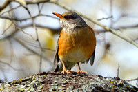 Rufous-backed Robin by Diane Brown 12/20/16