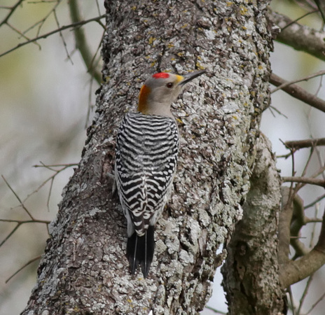 Golden-fronted Woodpecker male