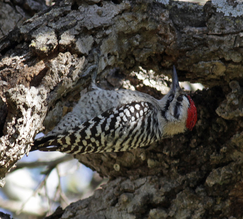 Ladder-backed Woodpecker male