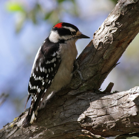 Downy Woodpecker Male