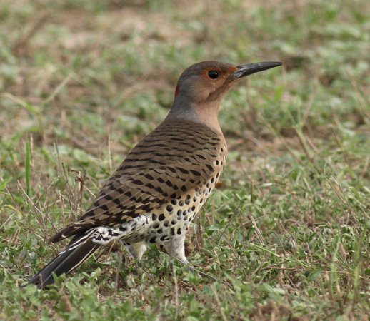 Northern Flicker - yellow shafted female