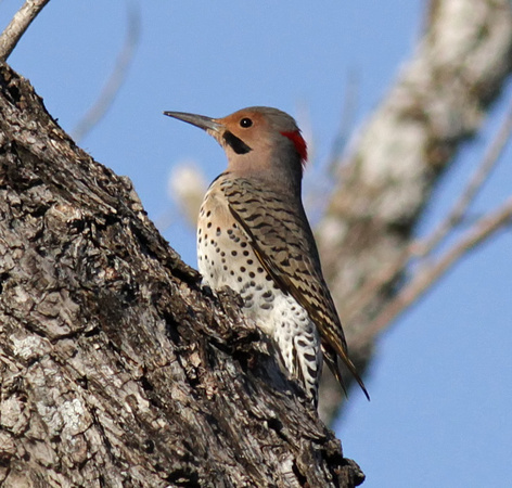 Northern Flicker yellow-shafted male