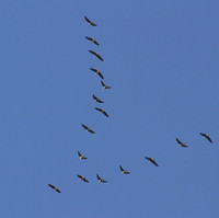 Greater White-fronted Geese flyover
