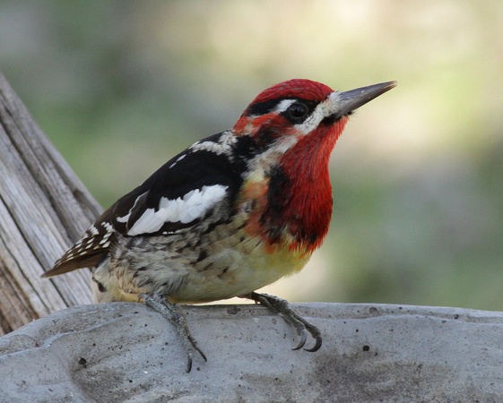 Red-naped x Red-breasted Sapsucker 2/1/17