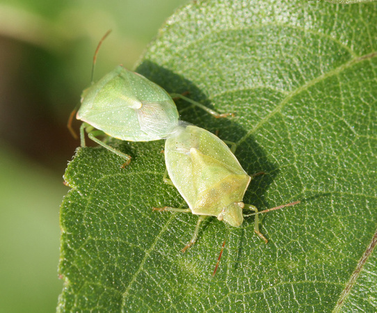 Stink Bugs mating