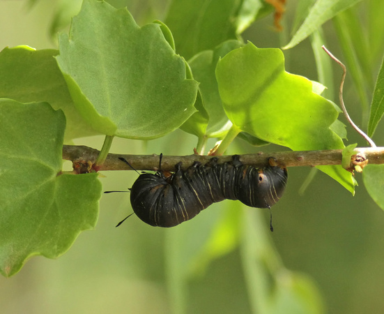 Wilson's Wood-nymph Caterpillar