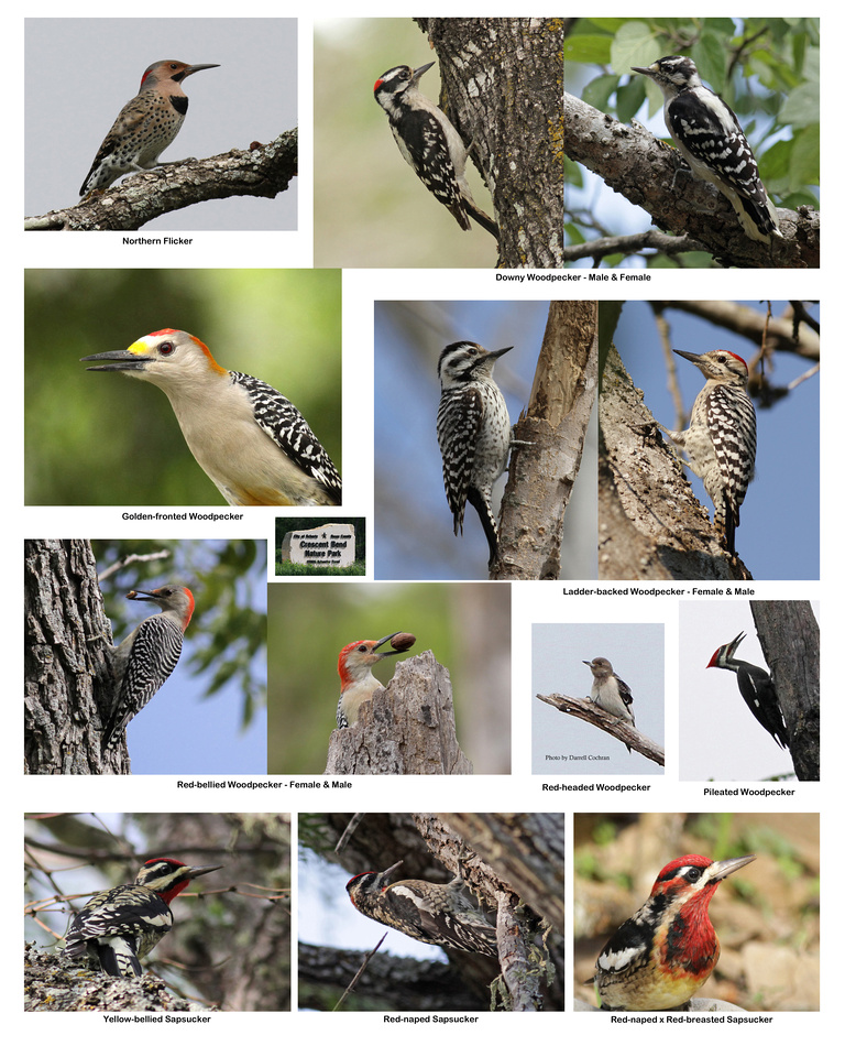 Woodpeckers of CBNP