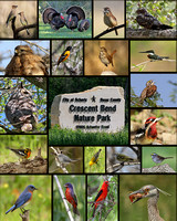Birds of Crescent Bend