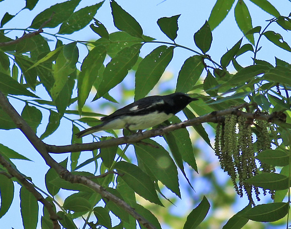 Black-throated Blue Warbler 5/3/10