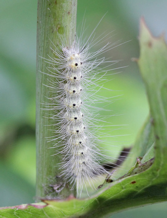 Webworm Caterpillar