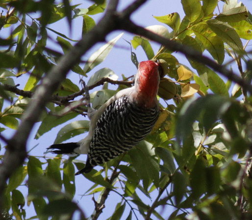 Red-bellied Woodpecker 10/10/14