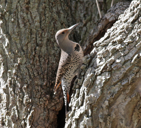 Northern Flicker Red-shafted female